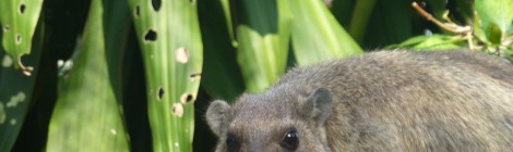 Chiang Mai, der reinste Zoo und tierisch gut