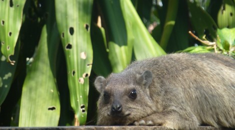 Chiang Mai, der reinste Zoo und tierisch gut