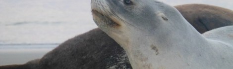 Dunedin - Wildlife Tour