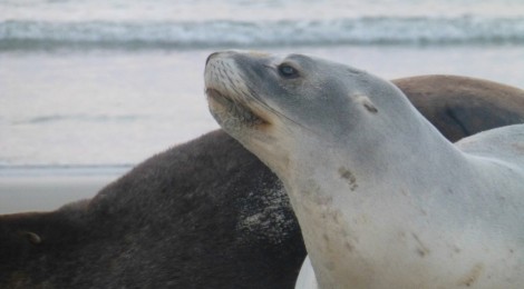 Dunedin - Wildlife Tour