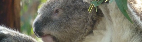 Phillip Islands- Koalas und die Pinguine Parade