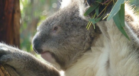 Phillip Islands- Koalas und die Pinguine Parade