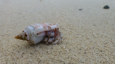 Allein auf Rarotonga, Cock Islands